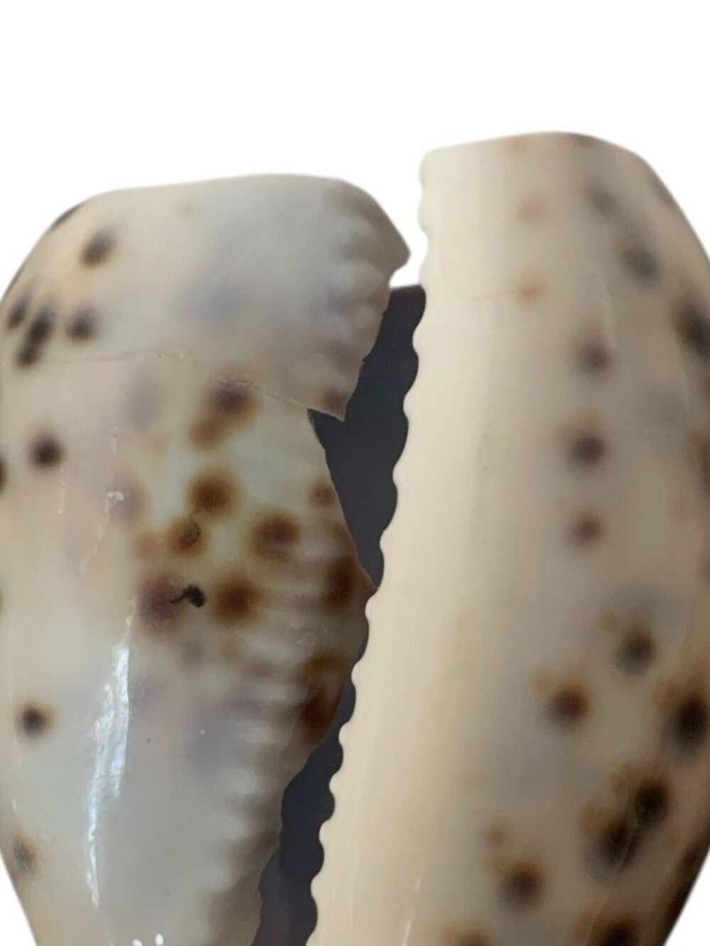 6 Tiger Cowrie Shell Napkin Rings Table Decor - Picture 6 of 7
